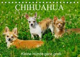 Chihuahua - Kleine Hunde ganz groß (Tischkalender 2022 DIN A5 quer)