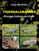 Tigersalamander