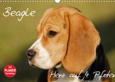 Beagle - Herz auf 4 Pfoten (Wandkalender 2022 DIN A3 quer)