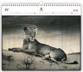 Luxusní dřevěný obrazový kalendář Lioness