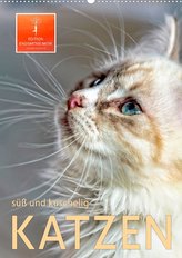 Katzen - süß und kuschelig (Wandkalender 2022 DIN A2 hoch)