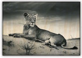 Obraz: Lioness (485x340)