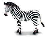 Zebra - mládě