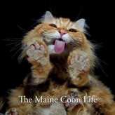 The Maine Coon Life