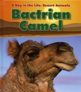  Bactrian Camel