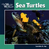  Sea Turtles