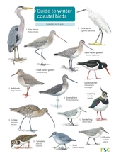  Guide to winter coastal birds