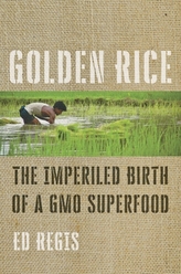  Golden Rice