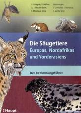 Die Himmelsbraut