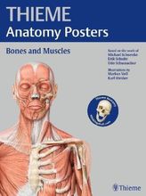 Thieme Anatomy Poster, English Nomenclature, Bones and Muscles