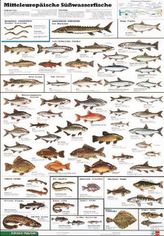 Mitteleuropäische Süßwasserfische