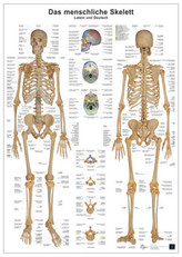 Anatomie-Lerntafel - Das menschliche Skelett