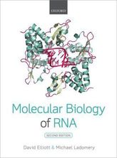 Molecular Biology of RNA