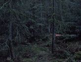 Wald Michael Lange