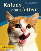 Katzen richtig füttern