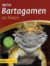 Meine Bartagamen zu Hause