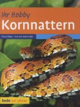 Kornnattern