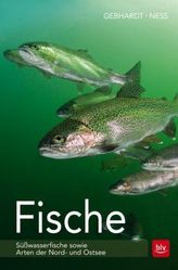 Professionalisierung pädagogischer Fachkräfte in Kindertageseinrichtungen