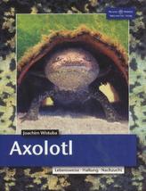 Axolotl