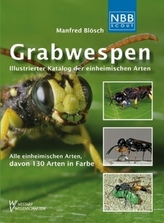 Grabwespen