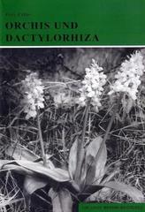 Orchis und Dactylorhiza