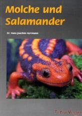 Molche und Salamander