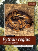 Python regius, Der Königspython