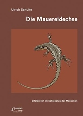Die Mauereidechse