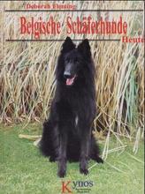 Belgische Schäferhunde - Heute