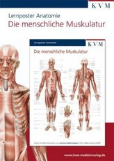 Die menschliche Muskulatur, 1 Poster
