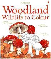 Woodland Wildlife to Colour