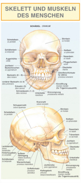 Skelett und Muskeln des Menschen.