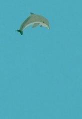 ErlebnisWelt Natur - Delfin