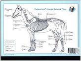 Akupunktur-Tafel Pferd