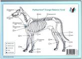 Akupunktur-Tafel Hund