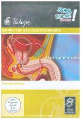 Männliche Geschlechtsorgane, 1 DVD
