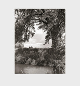 Cottonwoods