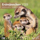 Erdmännchen 2019