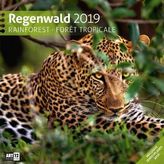 Regenwald 2019