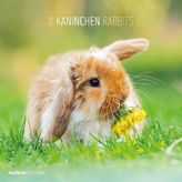 Kaninchen / Rabbits 2019