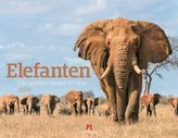 Elefanten 2019