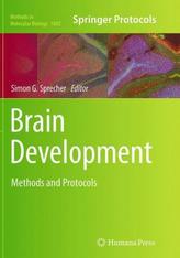 Brain Development