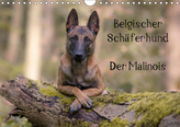 Belgischer Schäferhund - Der Malinois (Wandkalender 2019 DIN A4 quer)