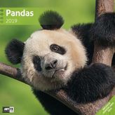 Pandas 2019