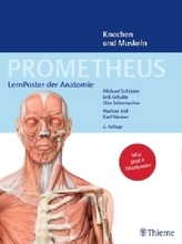 LernPoster der Anatomie, Knochen und Muskeln, 4 Poster