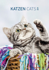 Katzen / Cats 2019