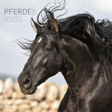 Pferde / Horses 2019