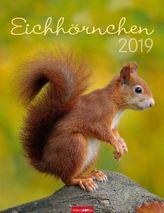 Eichhörnchen 2019