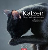 Katzen 2019