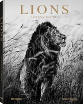  Lions